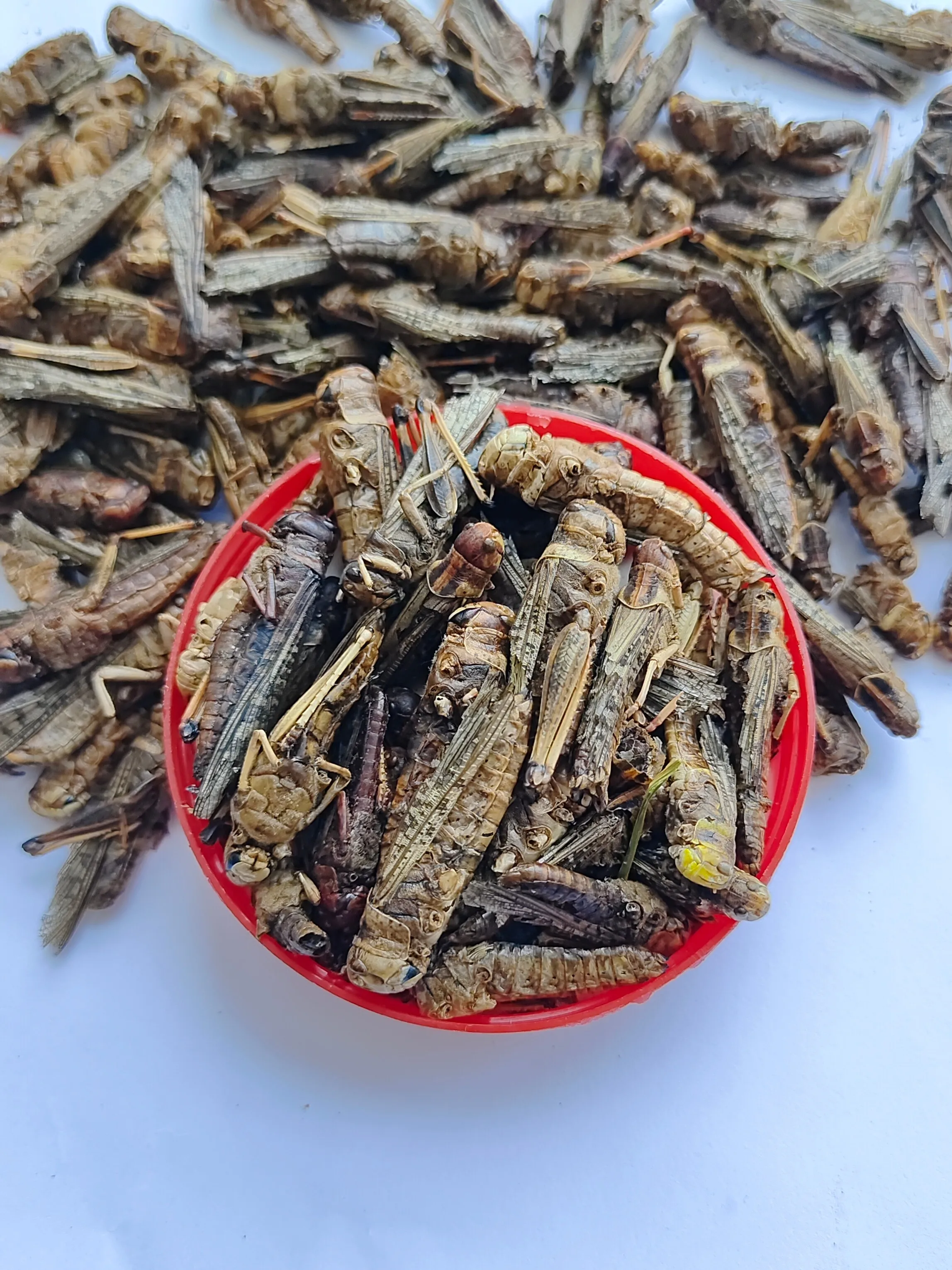 High protein pet food dried grasshopper