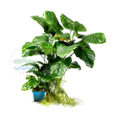 Anubias barter var. Миниатюрные аквариумные растения для украшения цветов аквариумное украшение с маленькой или большой квадратной чашкой