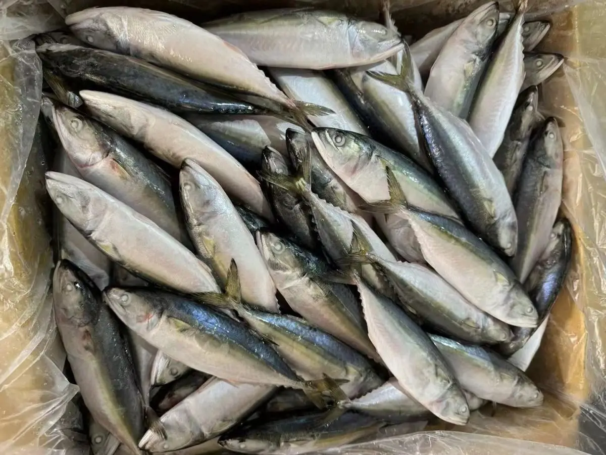 Premium Quality Raw Material Fish Frozen Indian Mackerel Supplier