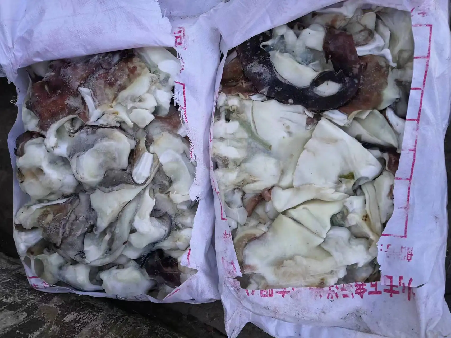 Frozen squid neck for sale squid neck giant squid neck