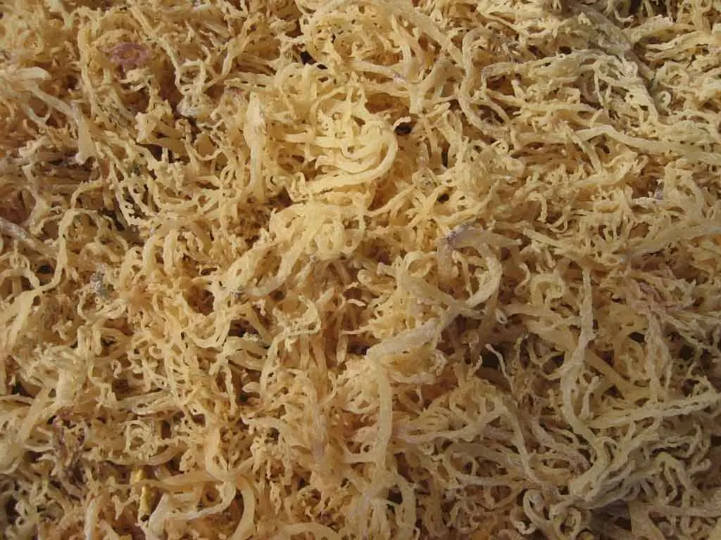 
High Quality Eucheuma Cottonii/Sea Moss from Viet Nam 0084 947 900 124 