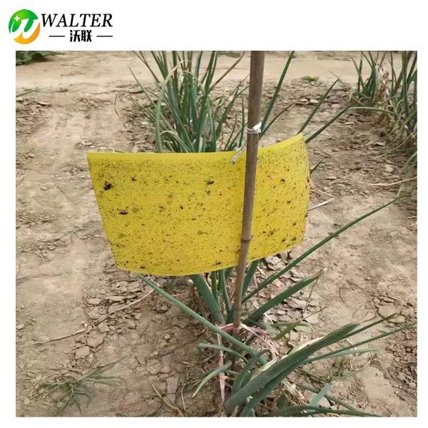 Non toxic plastic yellow sticky traps for insects pest control in agriculture
