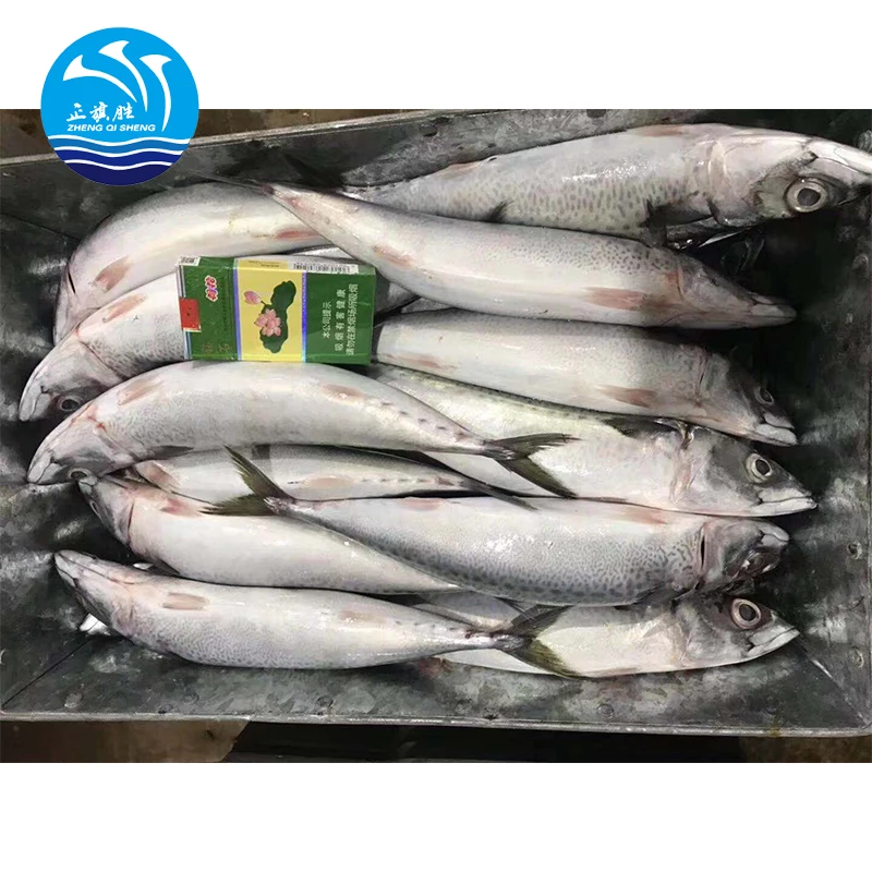 china export mackerel fish suppliers whole round all size pacific mackerel