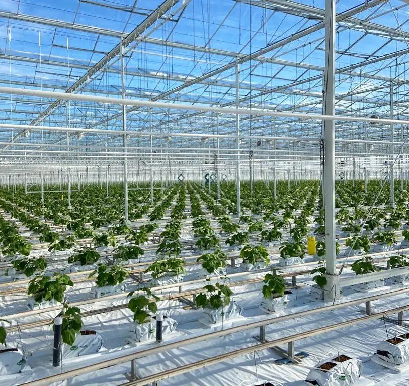 Hydroponics And Rock Wool Hydroponic Tomato Growing System Supplies For Greenhouse