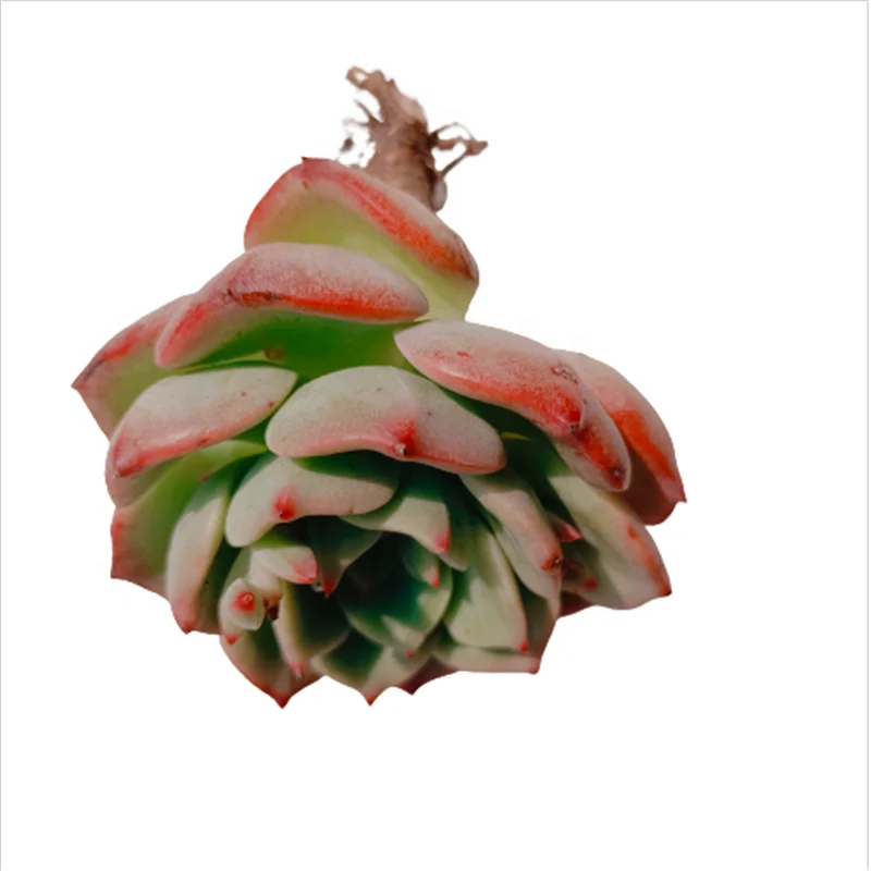  126 Echeveria шальмон суккулент древесное растение суккуленты