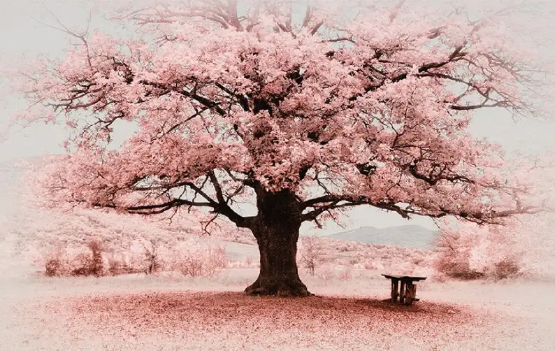 3D pink tree customized size wallpaper wall covering mural for home office apartment hotel TV background hall entry commerce