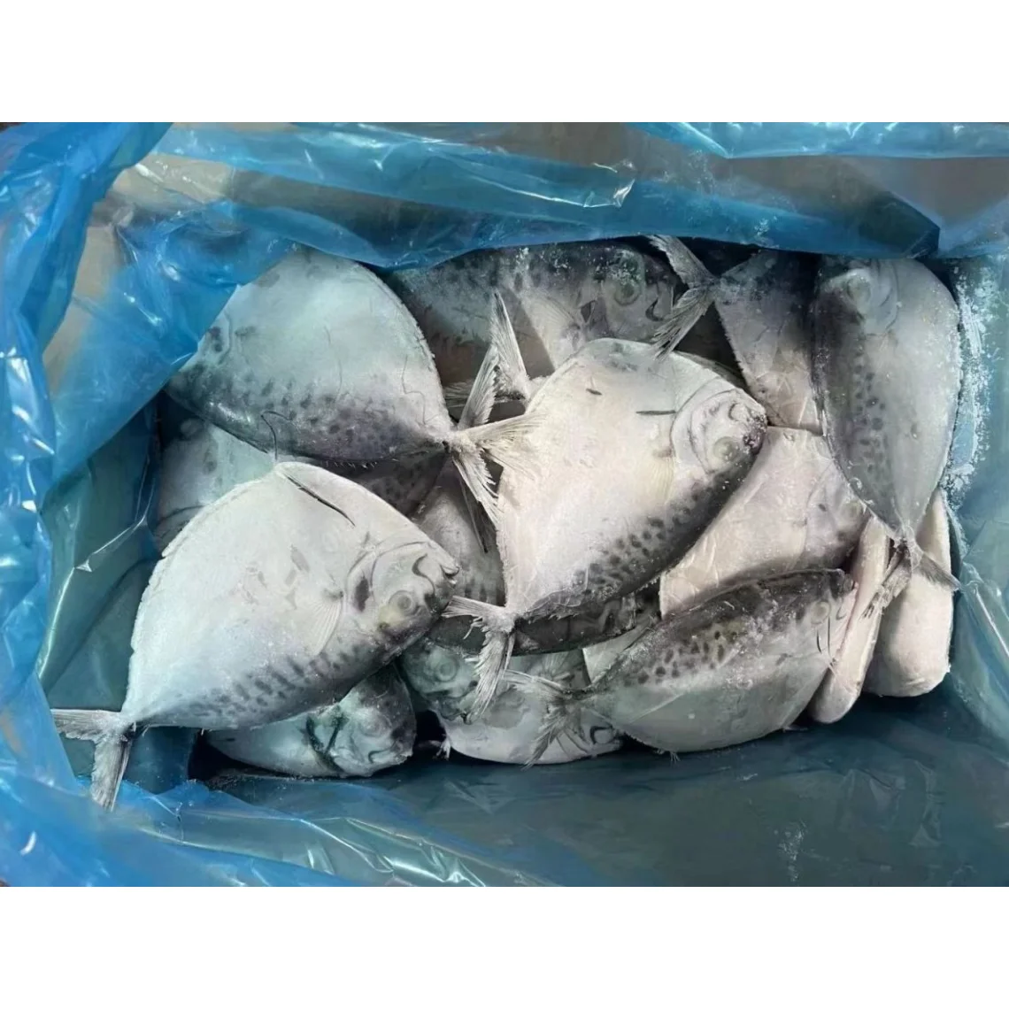 Highly Demand Seafood Frozen Moon Fish for Indonesia Market