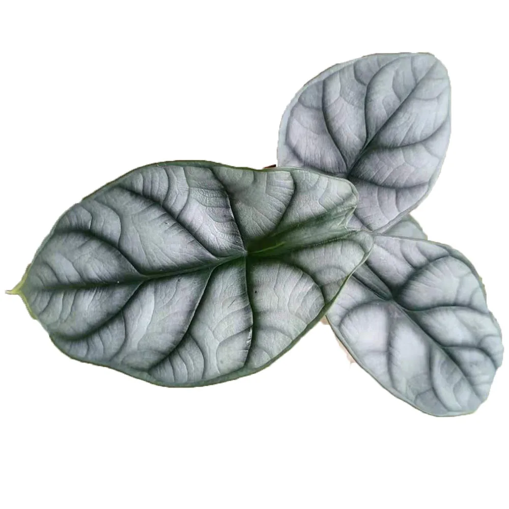 Alocasia Hana white rhinoceros araceae broad-leaves