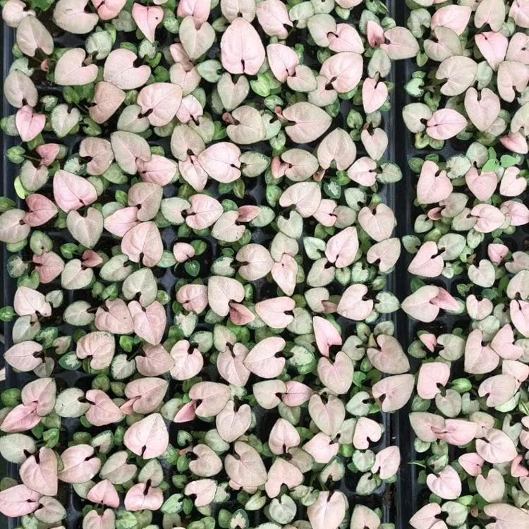 Рассада растений ткани культуры рассады красный розовый леди рассада