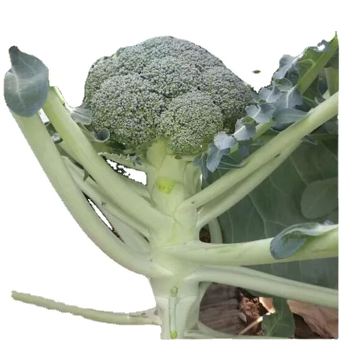 2022 Hot Sale High Quality No Frozen Healthy Natural Broccoli Farm Fresh Picking Broccoli