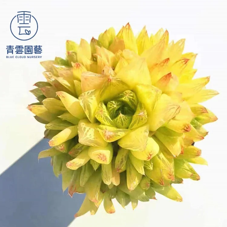 
Selling twelve volume decor light ove succulents from korea have bright colors 