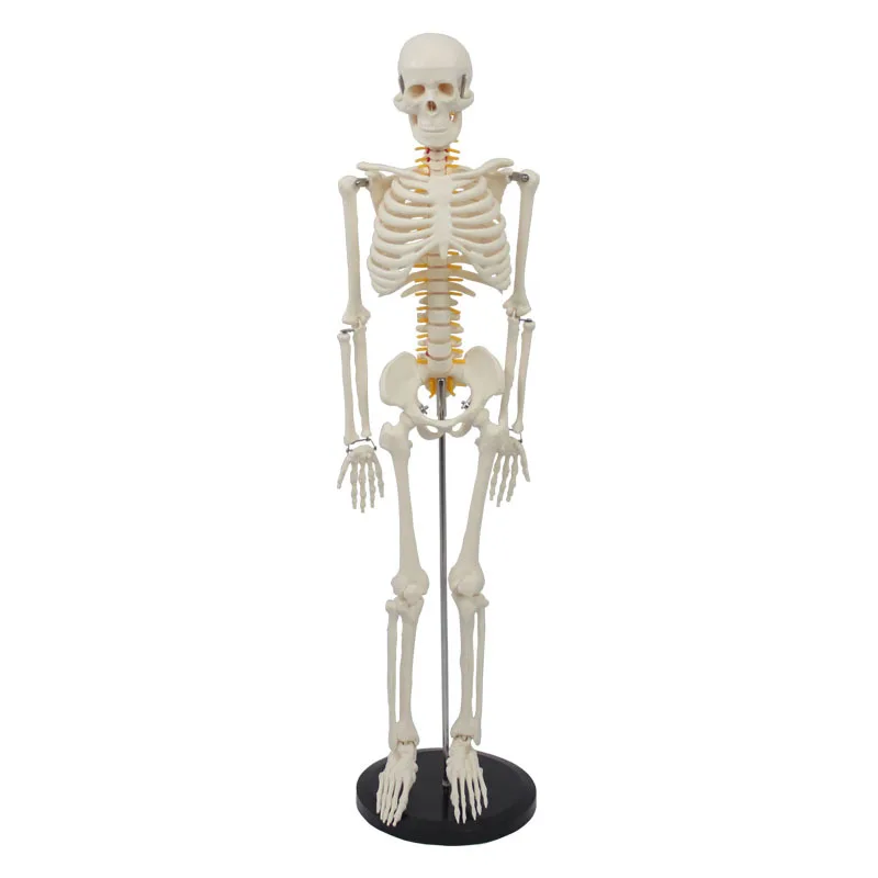 85CM Flexible Human Skeleton Model With Nerve