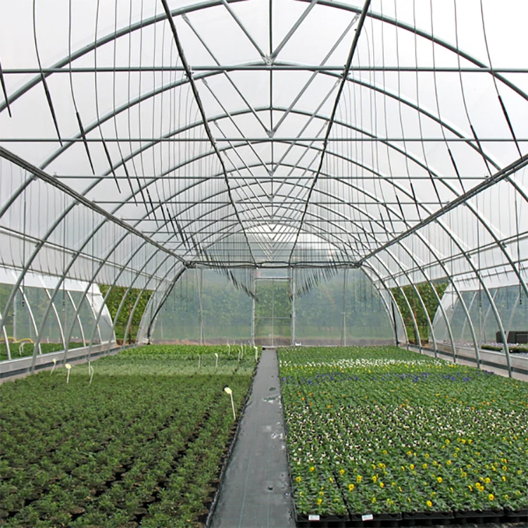 Galvanized Steel Frame for Agriculture Low cost Tunnel Greenhouse for Outdoor Flowers Plant PE Film Greenhouse