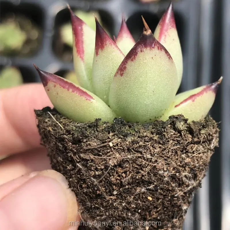 Wholesale of succulent plants Indoor ornamental plants  Echeveria