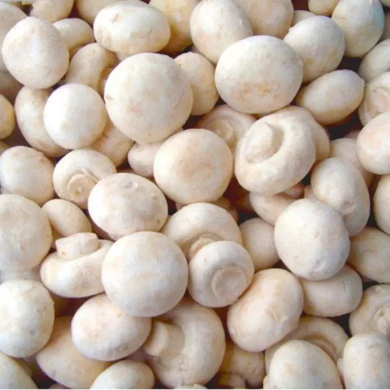 China high quality mushrooms manufactured in factories with DETAN Frozen White button mushroom