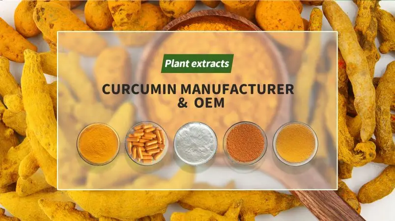 Competitive Price Shiitake Mushroom Extract - Polysaccharides10%-50%