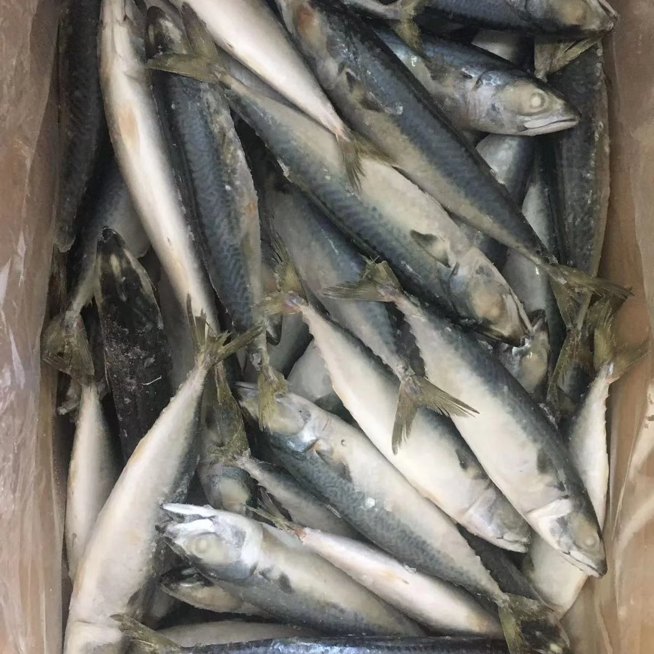 Wholesale Frozen Salmon Fish King Mackerel Cold Storage Hkwalkin Cold Storage Room Cold Stores Project