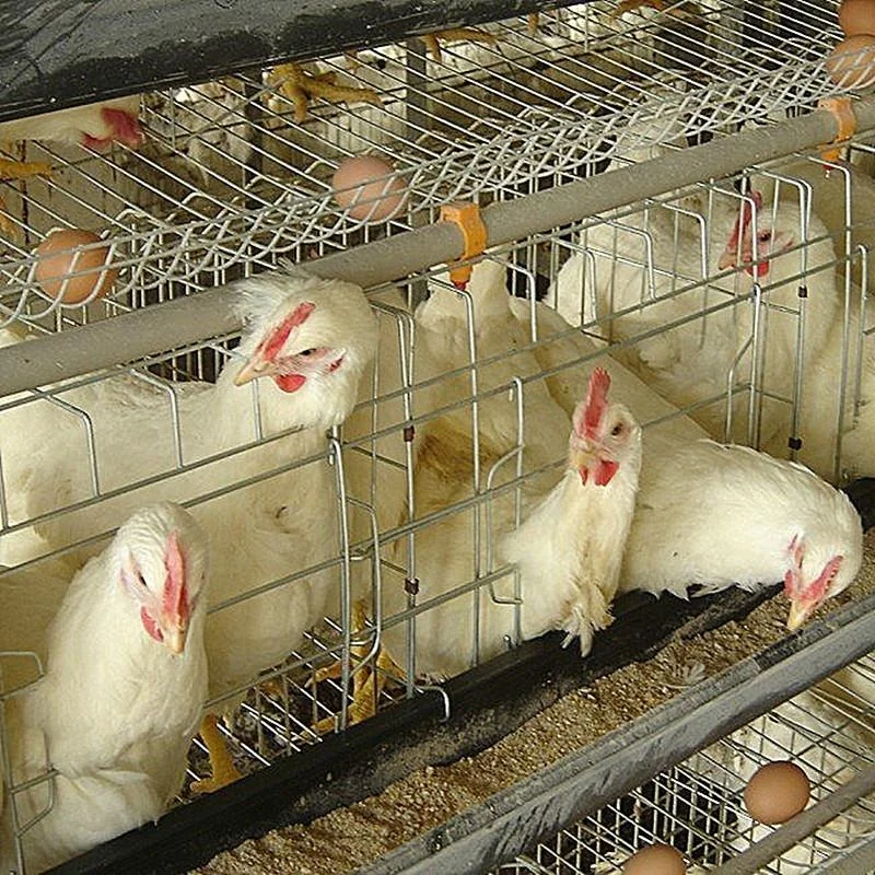 Automatic chicken feeding machine for poultry chicken house