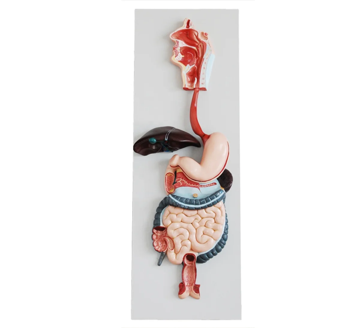 DARHMMY Human Digestive System Anatomical Model for Medical Science