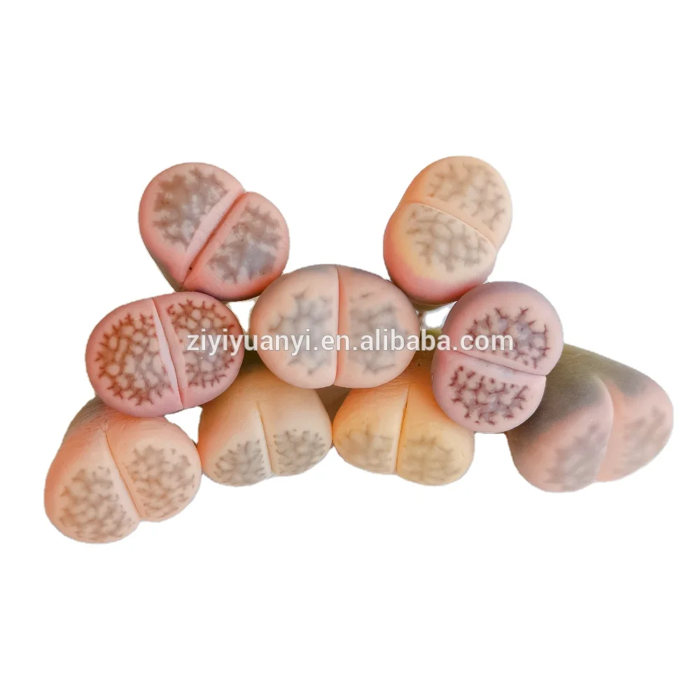 Lithops wholesales nature plant live stone plant lithops pot