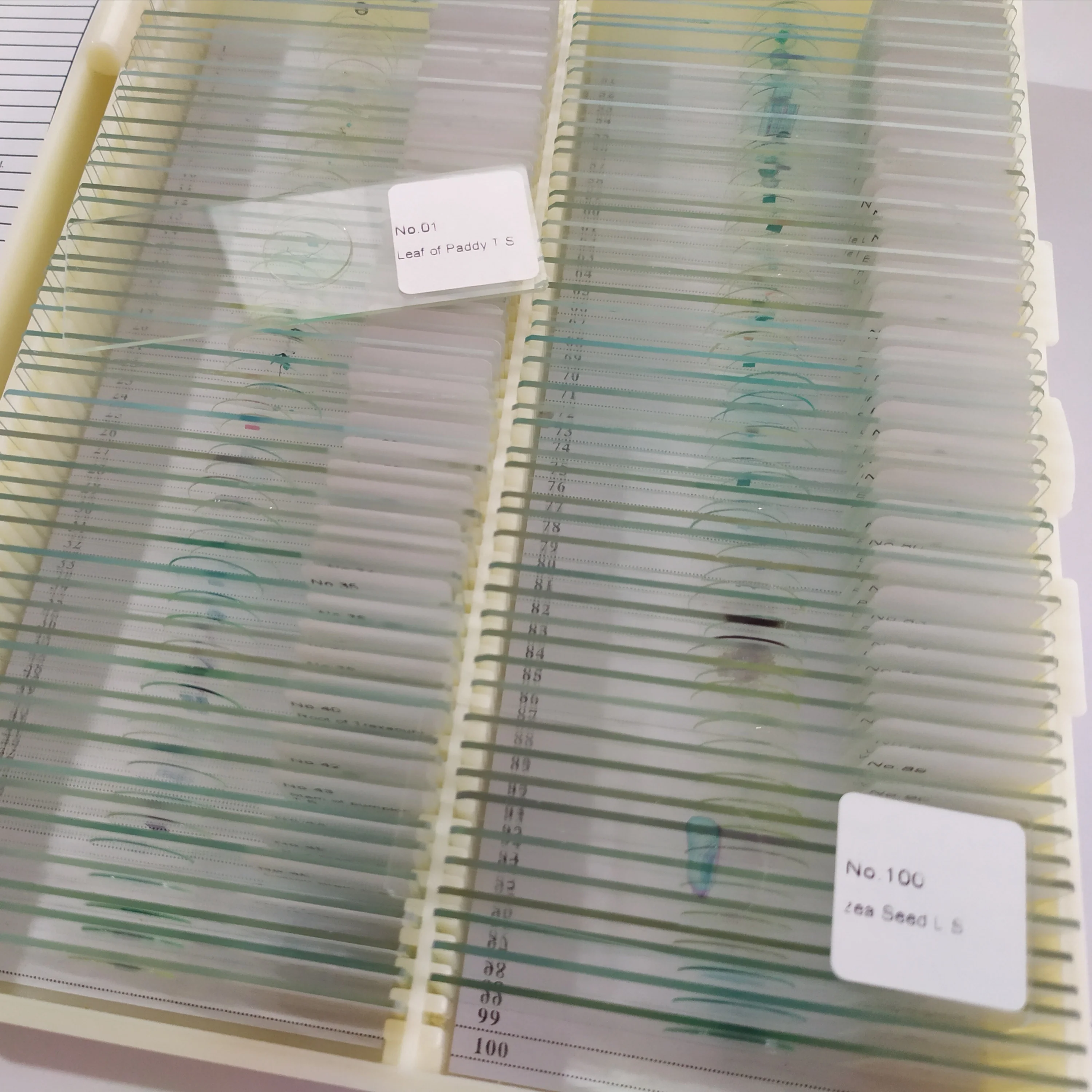 educational suppliers Staphylococcus aureus Smear microscope prepared slides microbiology accessories single item