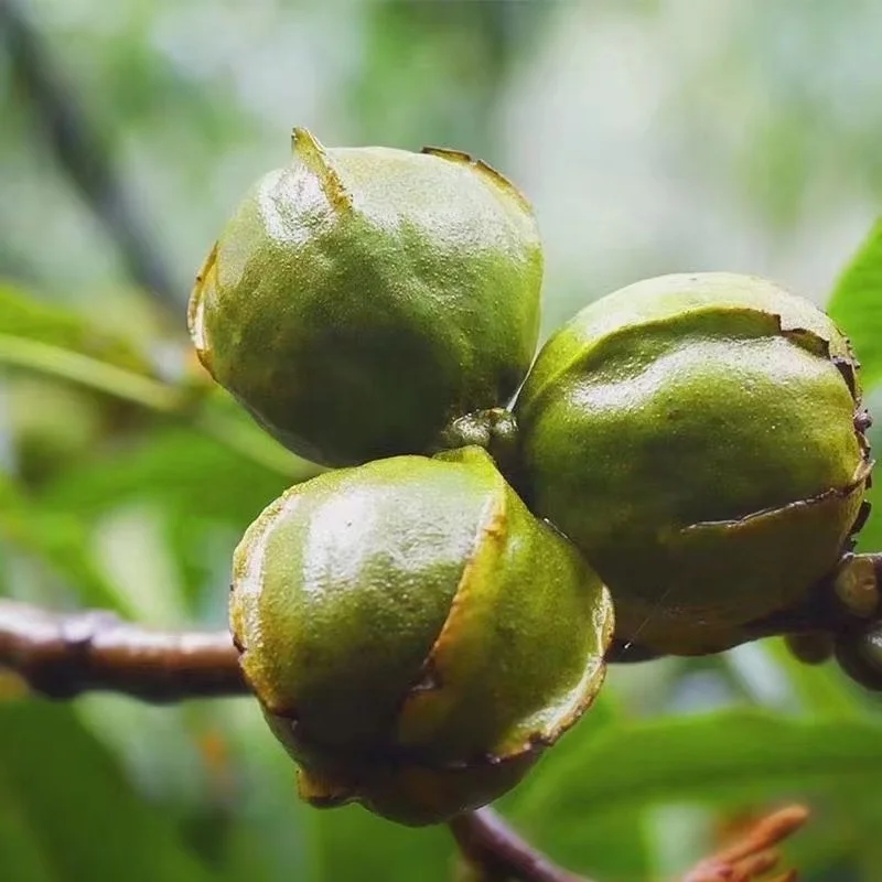 delicious healthy pecans OEM with shell carya cathayensis nuts  organic snacks Chinese dried walnuts hickory