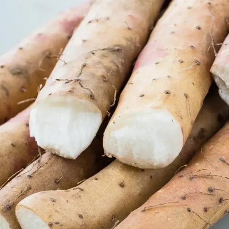 High Quality Fresh Chinese Yam for sales