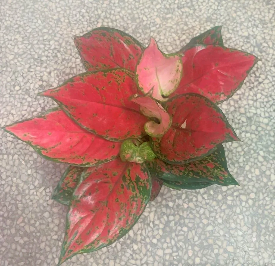 
Low price wholesale Aglaonema super red beauty ornamental live foliage woody plants real indoor bonsai 