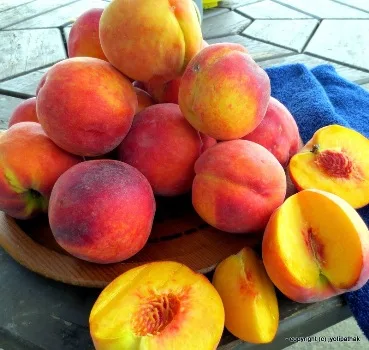 
Best Quality Juicy Fresh Apricot / Dry Apricot From South Africa 