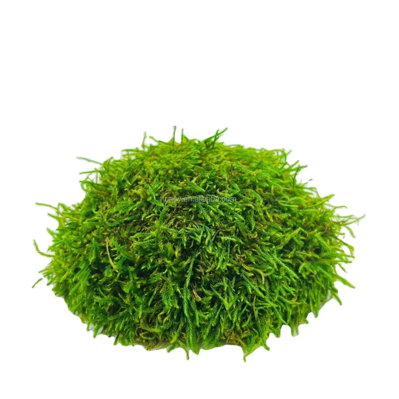 Long Lasting Green Wall Real Natural Stabilized Leucobryum Glaucum Preserved Bun Pillow Ball Cushion Pole Moss Wall