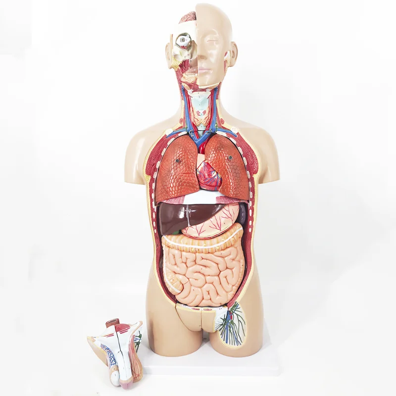 YA/T011 85 см модель туловища человека двойного пола 27 частей анатомия манекена торса