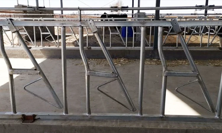 Farm feeding equipment customized cattle cangue goat square head cam lock