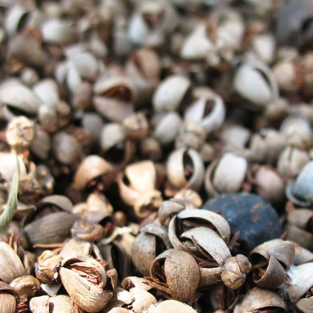 
Palm Kernel Shell from Agricultural Waste with Competitive Price 