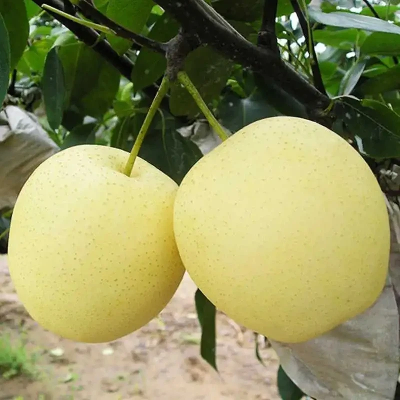 Ya Pear,China orginal fresh fruit