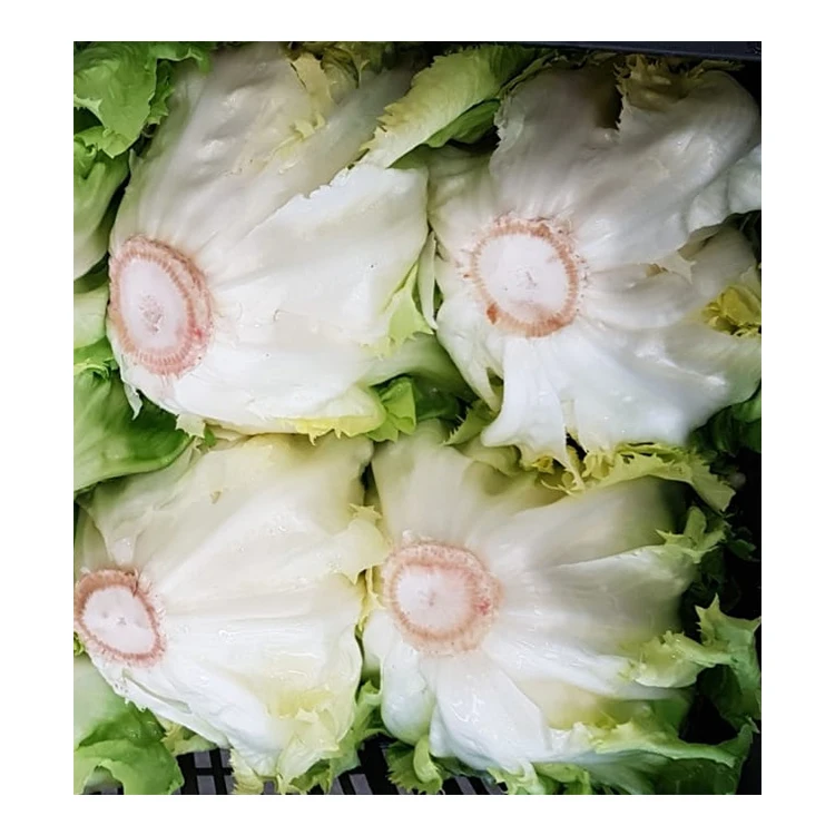 High Quality Fresh Vegetable Fresh Italian Escaeole Lettuce