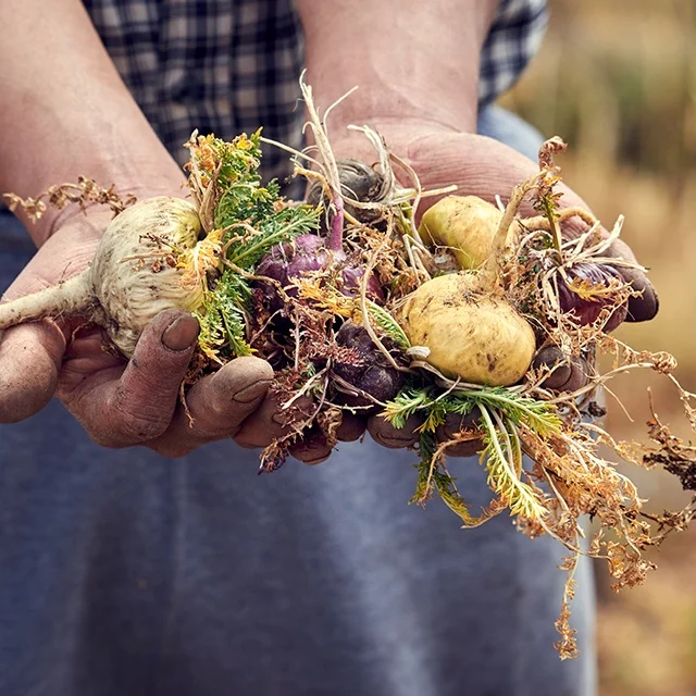Organic Raw Maca Black Powder From Peru Available At Economical Rate