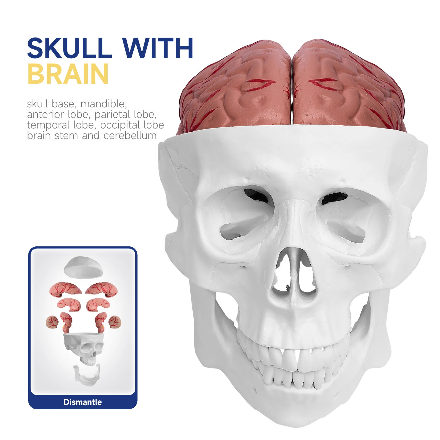 BIX-A1011medical school the structure clearly  modelling lifelike  material wear-resistant skull model with 8 parts cerebral