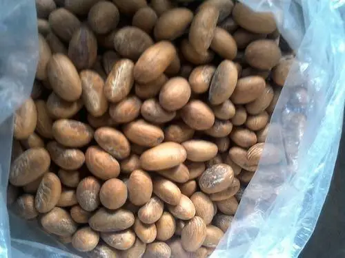 Origin Type Walnut Organic Fresh Nuts Chufa Nut Green Packaging Grade Product West African Bitter Kola Nut