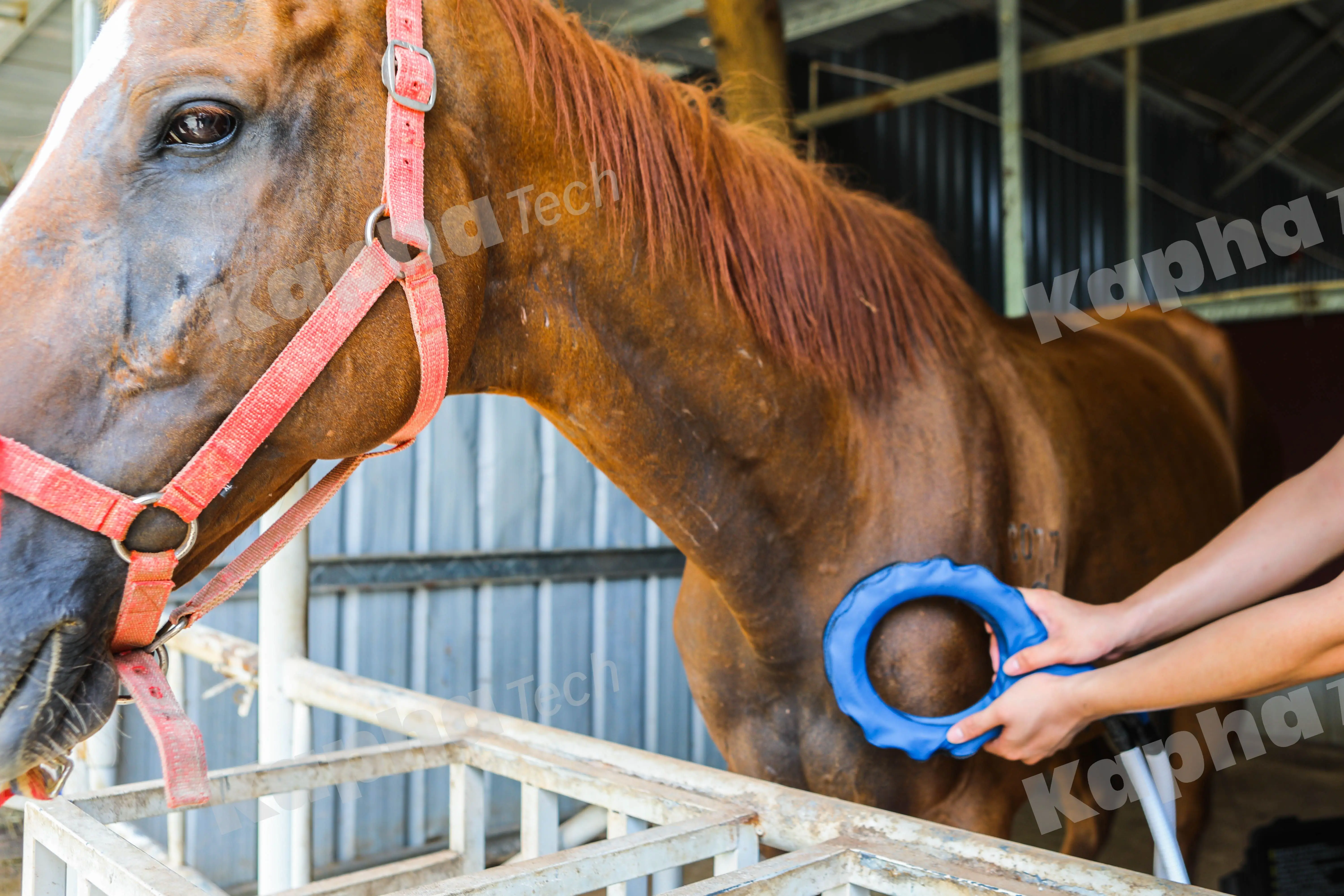Physiotherapy Machine PMST LOOP With Single Loop And Butterfly Loop For Horse Rehabilitation Easy To Use