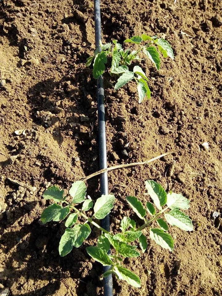 1 Hectare Free Design Watermelon Wheat Field Farmland Drip Irrigation System PE Material 16*0.2*30 Drip Irrigation Tape