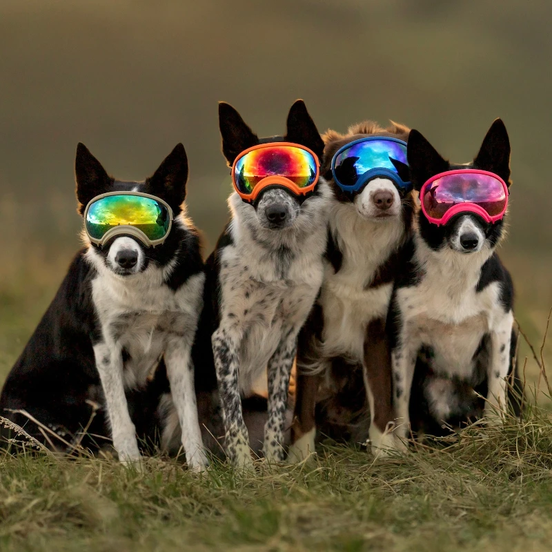 Outdoor Sports Travel Skiing UV Protection Windproof Canine Glasses Medium Large Dog Sunglass Anti-fog Dog Goggles Sunglasses