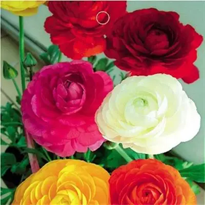 Семена ярких и красивых растений, семена многолетних трав Сельдерея