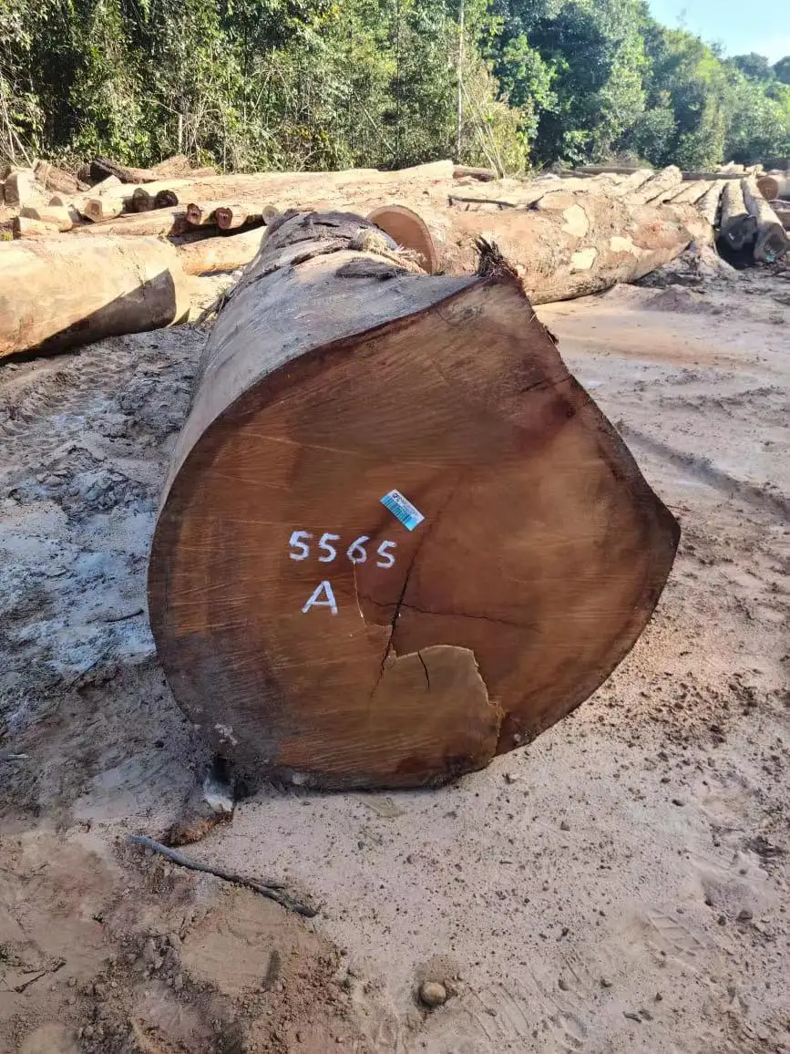 Darina round logs from Guyana, High quality with low price