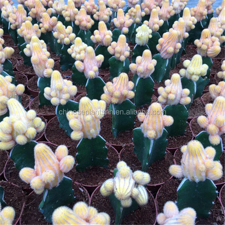
Natural Plant Cactus 