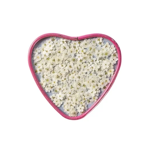 Маршавые закладки для ногтей натуральные растения экологически чистые прессованные