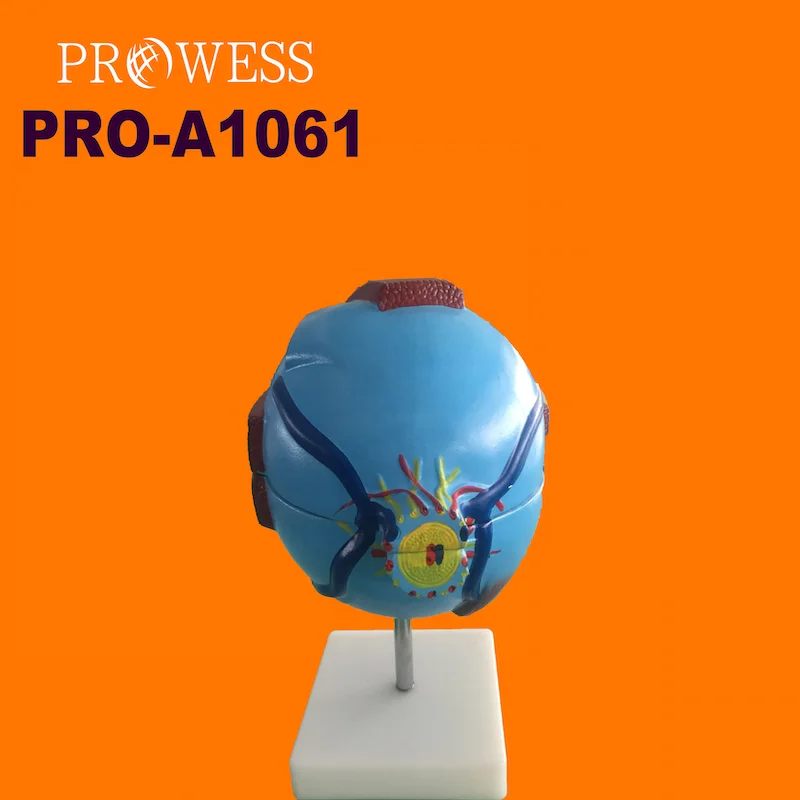 Pro-A1061 Medical science teaching model Ophthalmic Medical Anatomical Model detachable giant Eye Construction teaching  Model