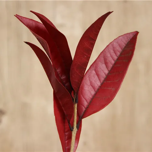 Preserved Osmanthus branches for  Home flower arrangement and Garland decoration