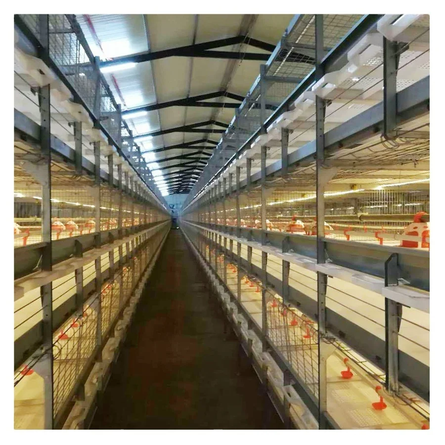 Automatic UAE Chicken Farm Poultry Equipment for Sale
