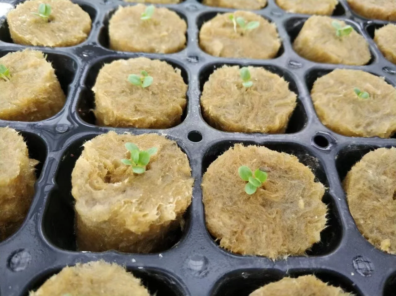 2 Inch Seedling Tray Indoor Plants Hydroponic Cultivation Substrate Rock Wool Cube
