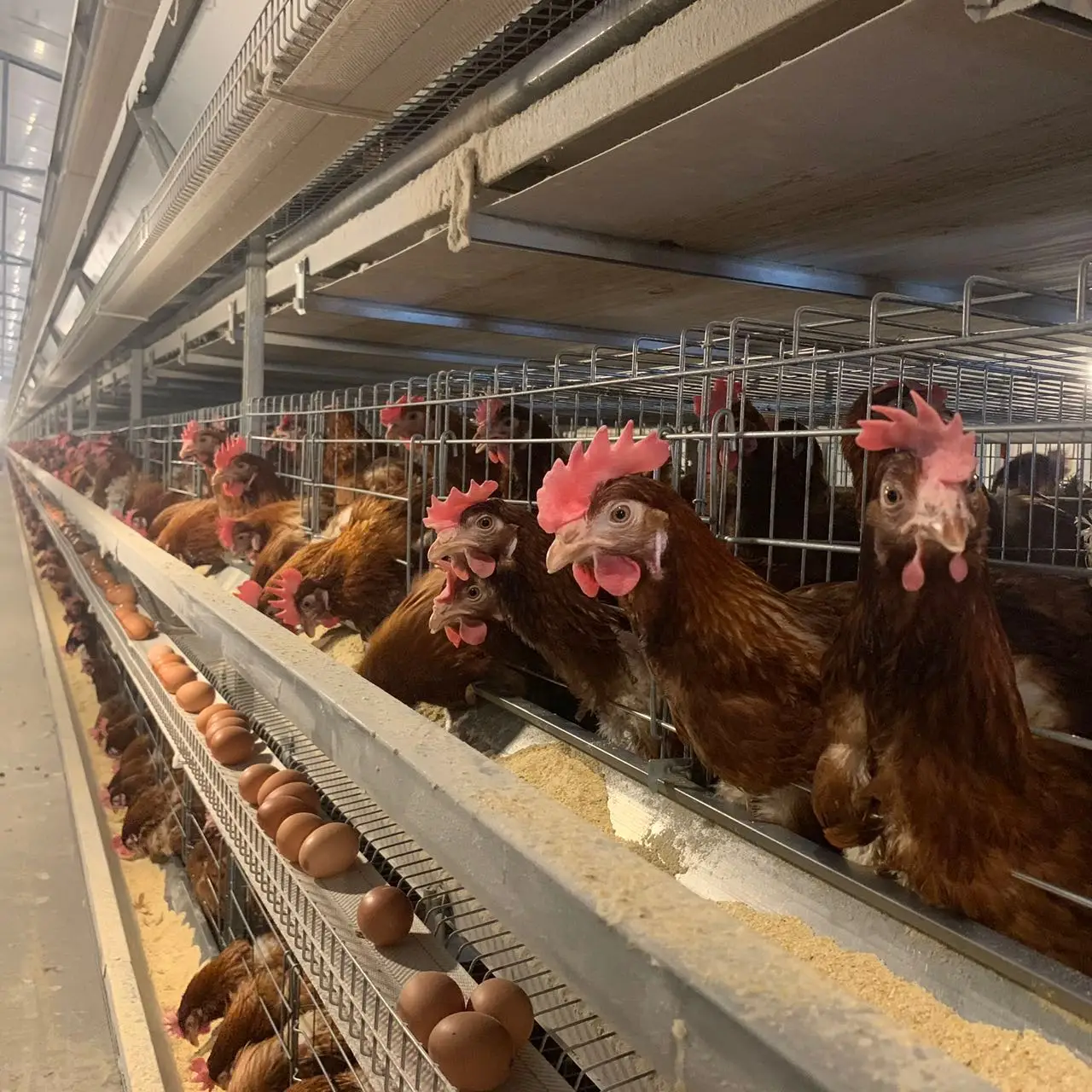 Remote Control Poultry Feeding Equipment Stainless Steel Cages 10000 Automatic Layer Cage System For 5000 Chickens